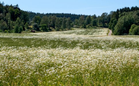 Field on Röe gård photo