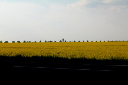 Field in Waltersdorf with BER in background 2021-05-11 03