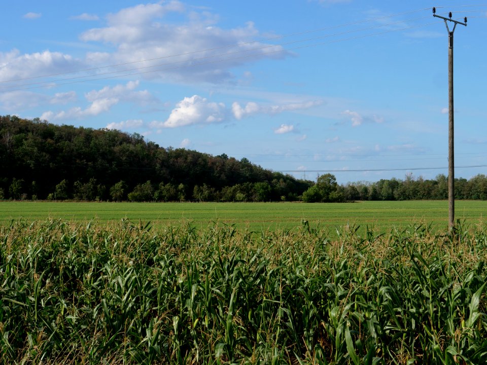 Field near Kieritzsch 2019-08-10 09