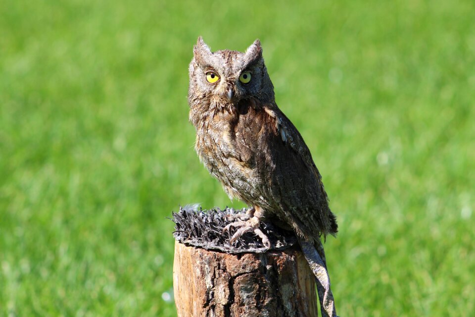 Owl animal nature