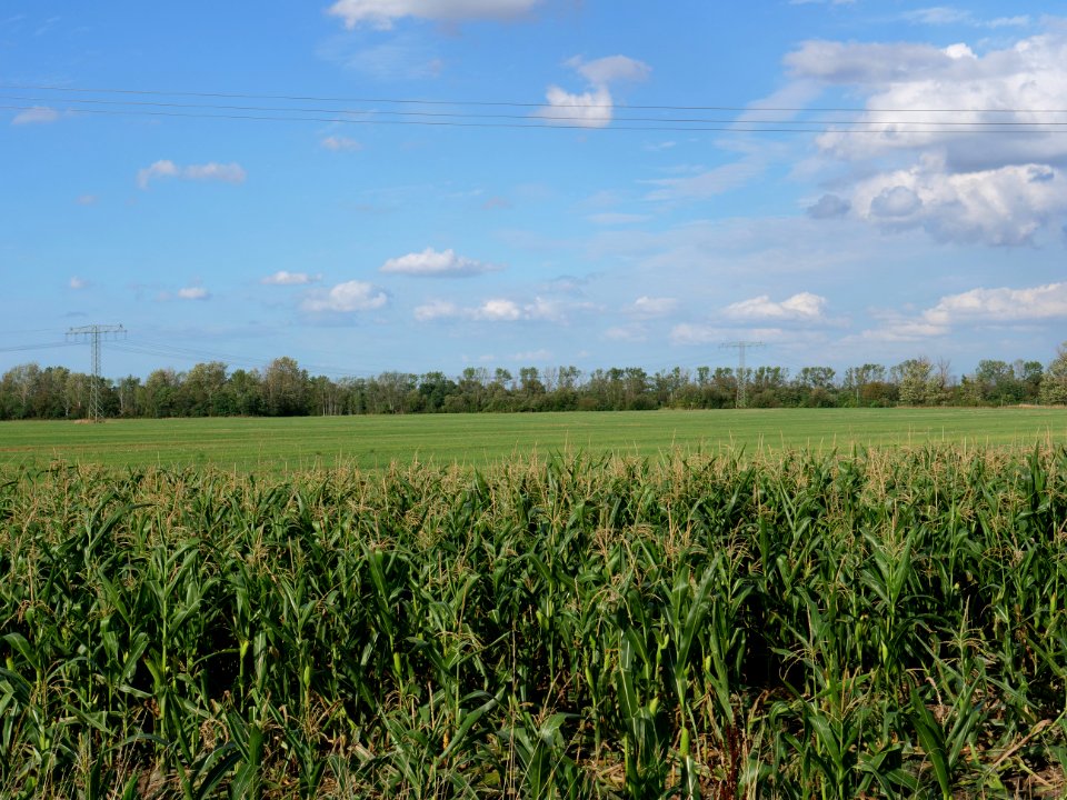 Field near Kieritzsch 2019-08-10 11