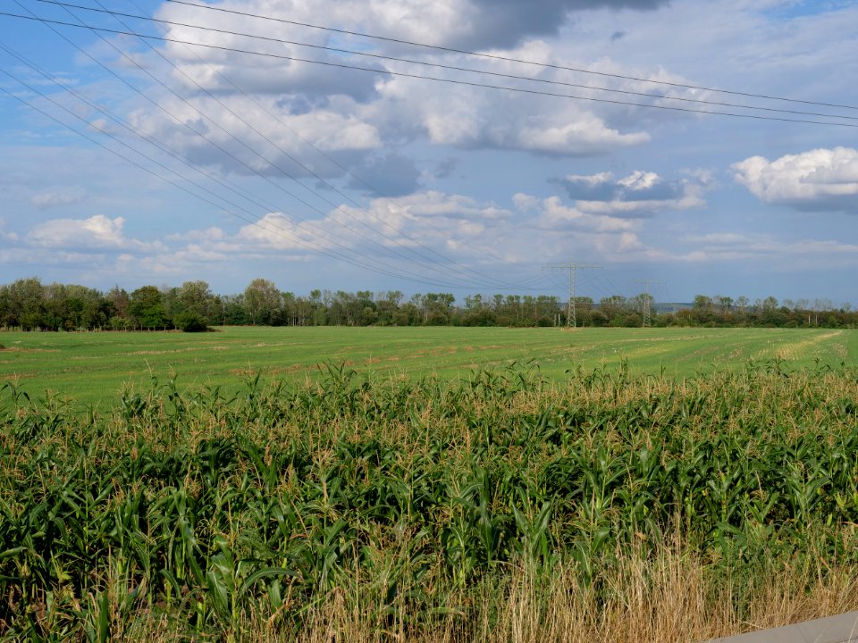 Field near Kieritzsch 2019-08-10 06