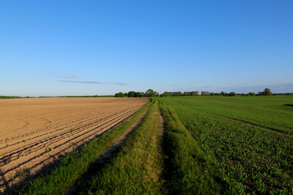 Field in Temmen-Ringenwalde 2021-05-29 06