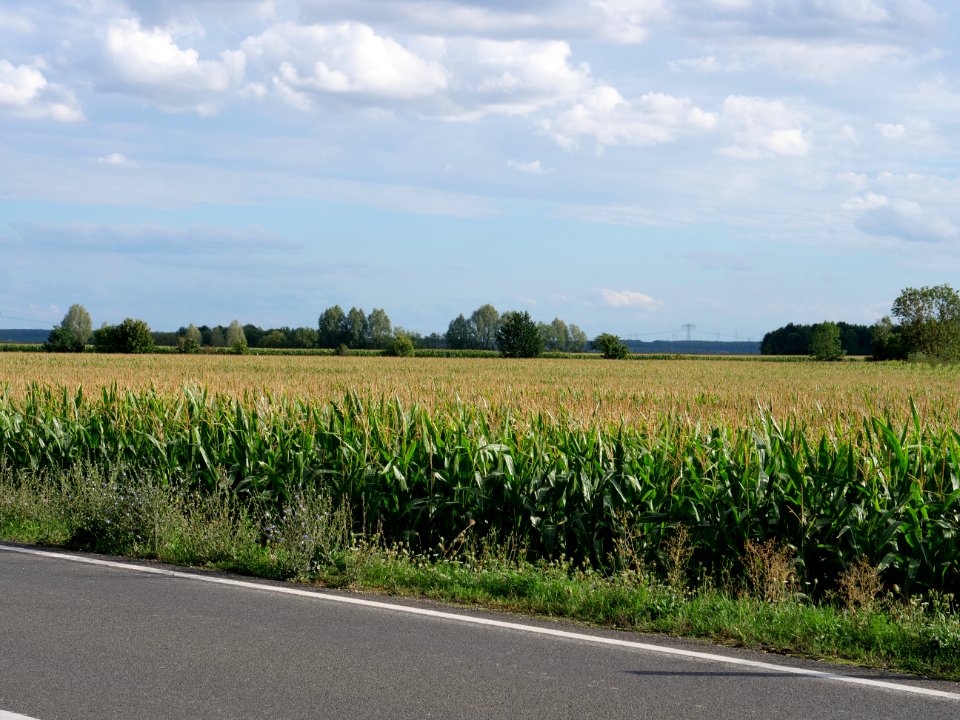 Field near Kieritzsch 2019-08-10 04