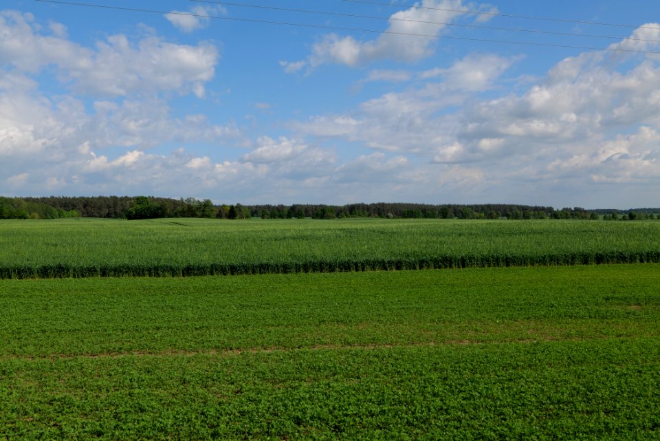 Field in Wichmannsdorf 2021-05-29 15