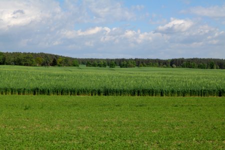 Field in Wichmannsdorf 2021-05-29 19