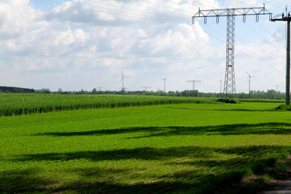 Field in Wichmannsdorf 2021-05-29 06