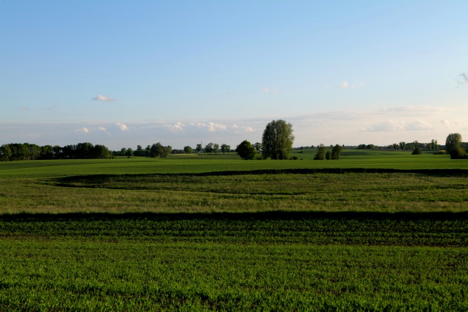 Field in Temmen-Ringenwalde 2021-05-29 03