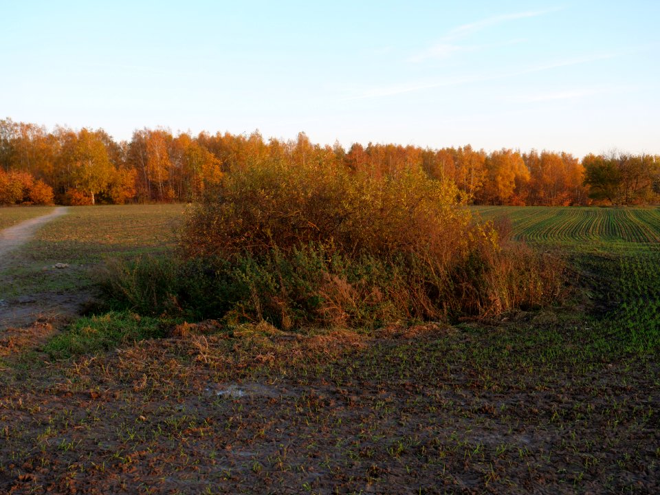 Field Stolpe on 2019-11-11 29