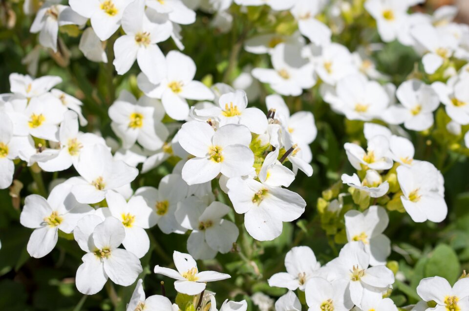 White white flowers garden