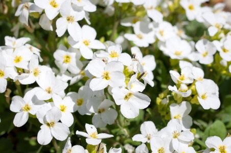 White white flowers garden