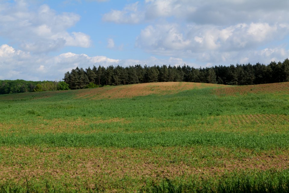 Field in Wichmannsdorf 2021-05-29 02
