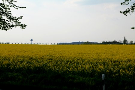 Field in Waltersdorf with BER in background 2021-05-11 01