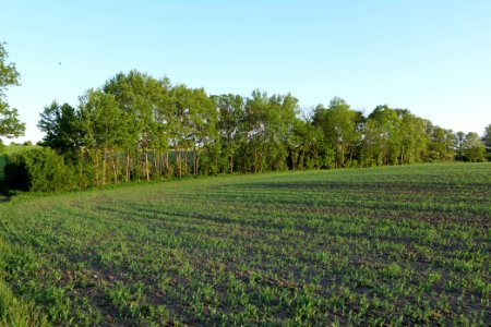 Field in Temmen-Ringenwalde 2021-05-29 09
