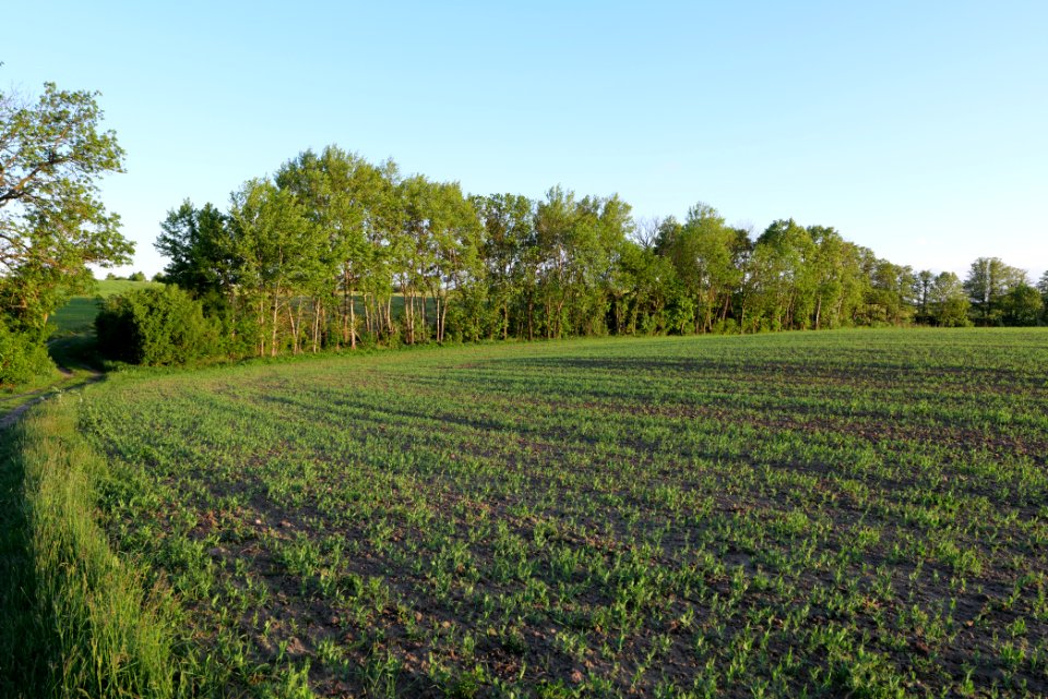 Field in Temmen-Ringenwalde 2021-05-29 08