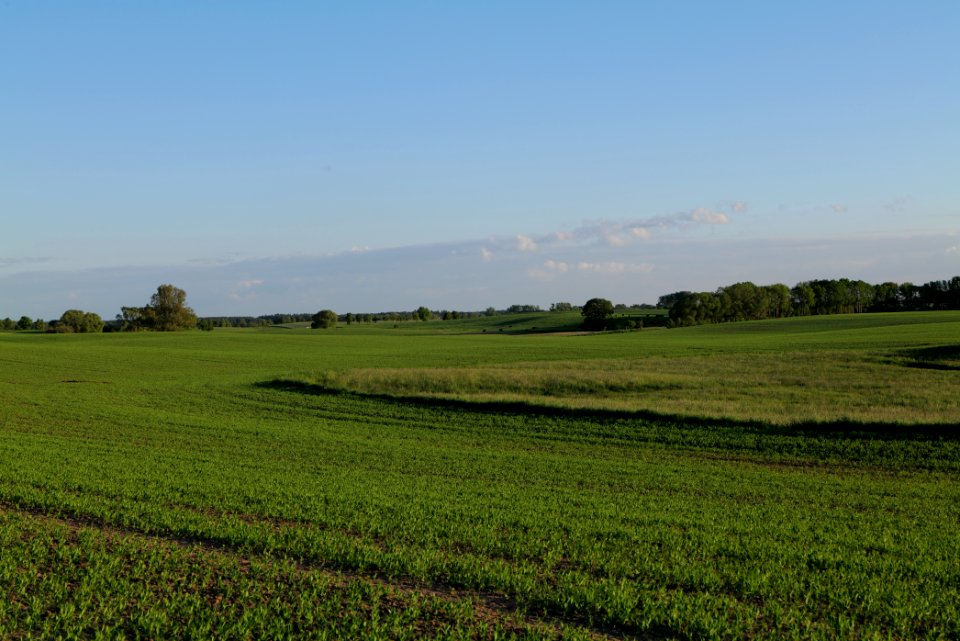 Field in Temmen-Ringenwalde 2021-05-29 04