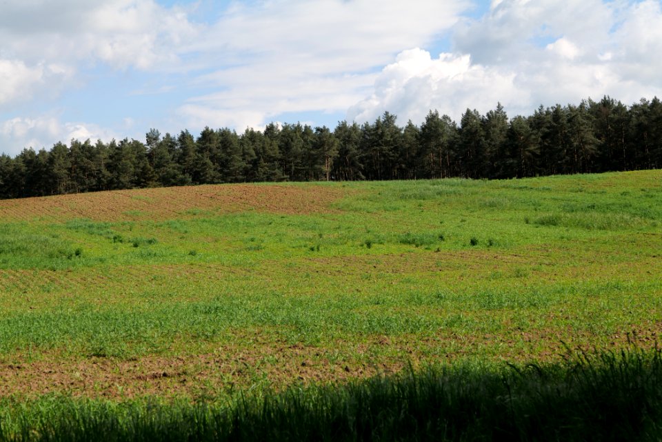 Field in Wichmannsdorf 2021-05-29 04