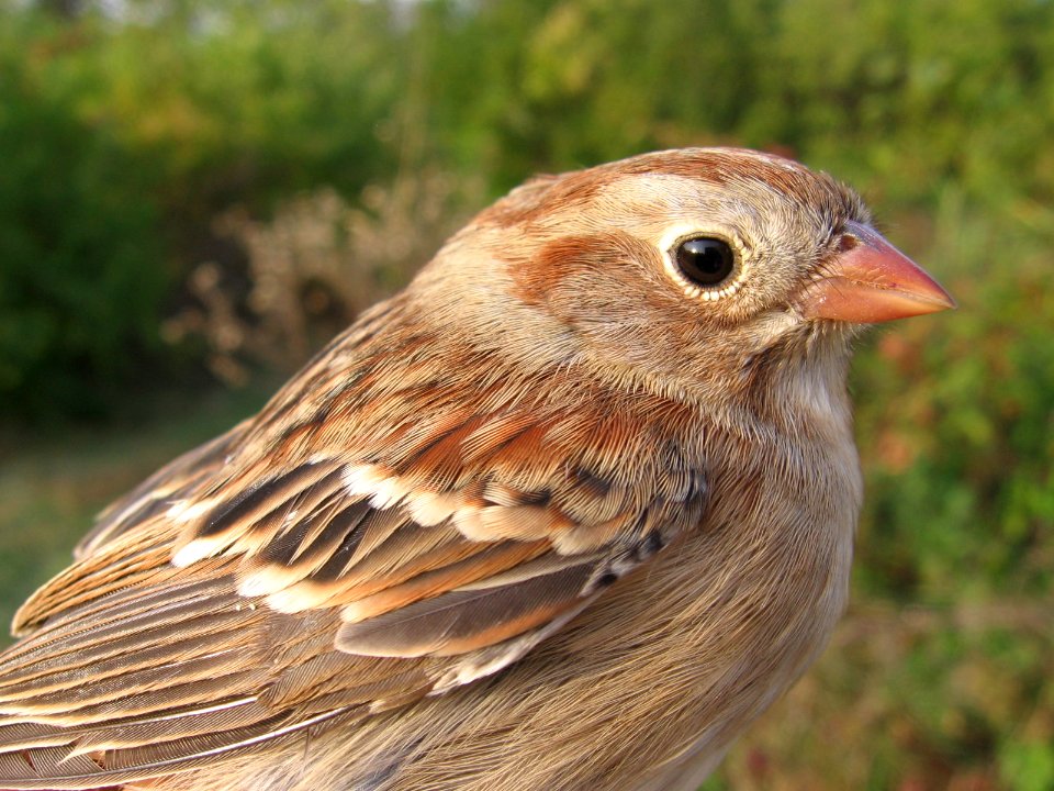 Field sparrow head