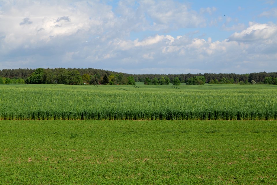 Field in Wichmannsdorf 2021-05-29 20