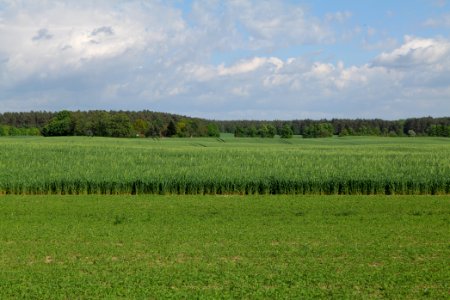 Field in Wichmannsdorf 2021-05-29 20