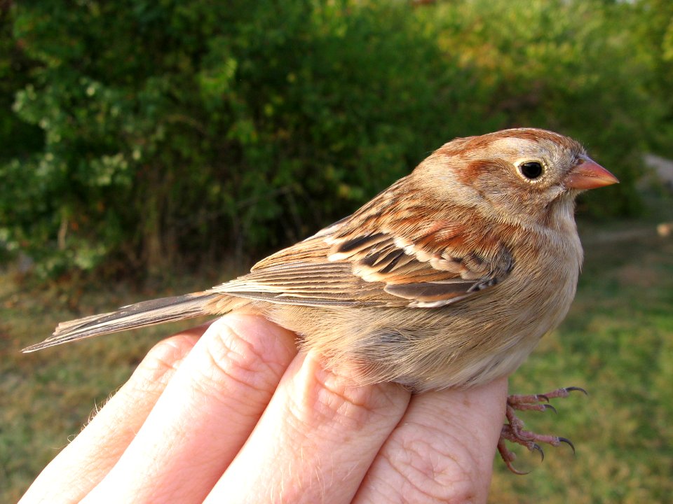 Field sparrow