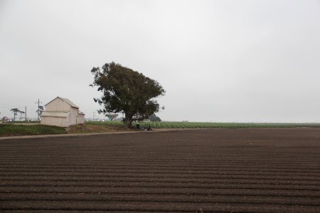 Field off of CA 1 @ Molera Road, Salinas Valley Aug 2019 photo
