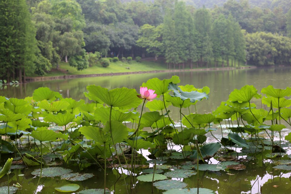 Lotus landscape the scenery