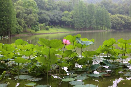 Lotus landscape the scenery