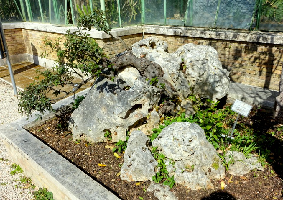 Ficaria verna - Orto botanico - Rome, Italy - DSC09893