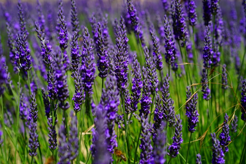 Purple dunkellia violet