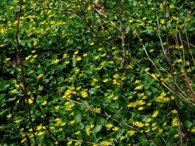 Ficaria verna, 2021-04-05, Seldom Seen, 01
