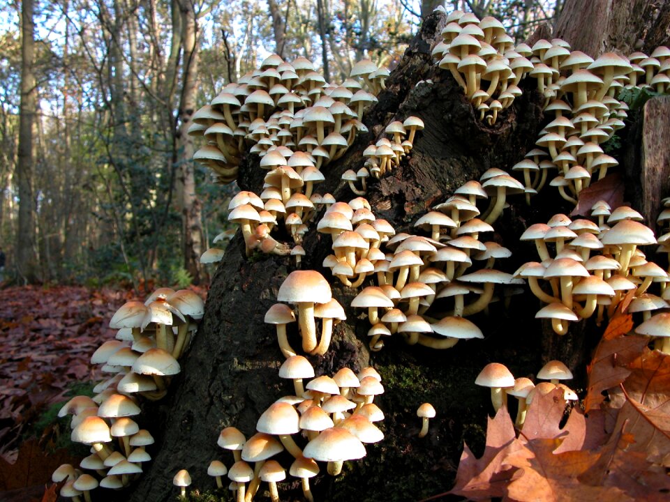 Mushroom nature autumn