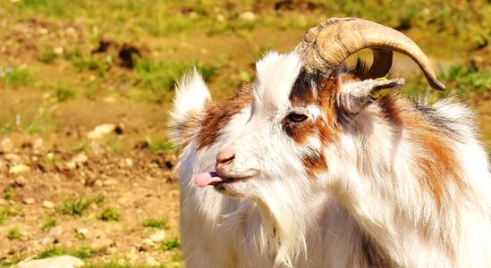 Billy goat horns goatee photo
