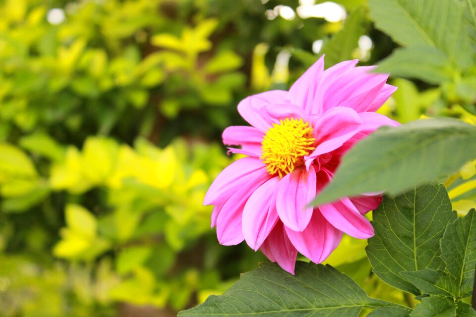 Green pink flowers petal