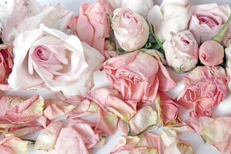 Romantic white vintage