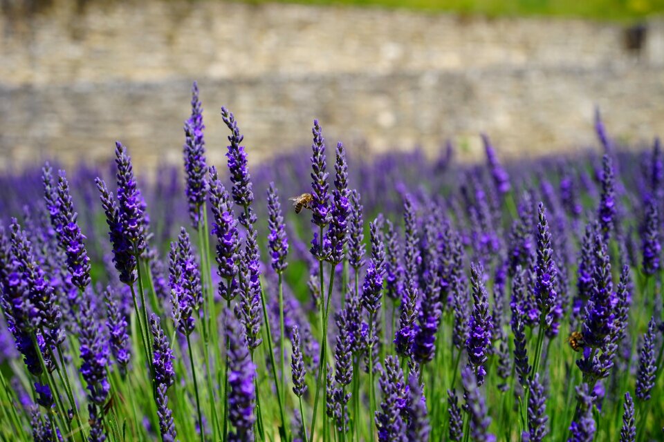 Purple dunkellia violet photo