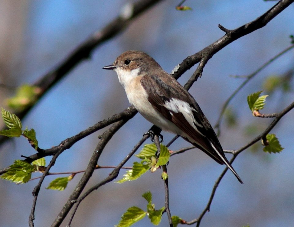 Ficedula hypoleuca Oulu 20180512