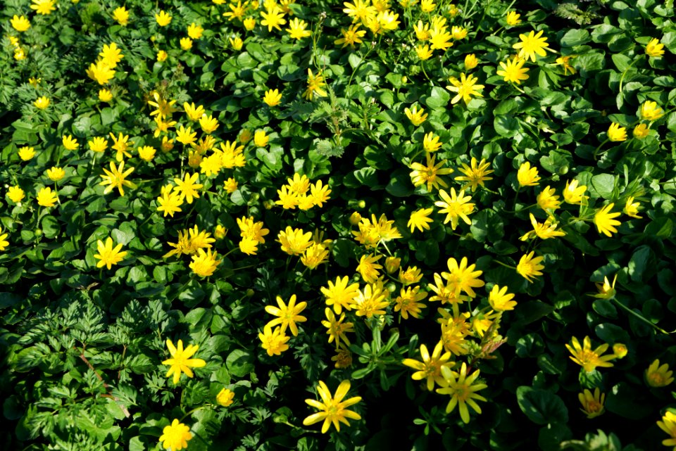 Ficaria verna near Nidda in Frankfurt Eschersheim 2020-03-22 04