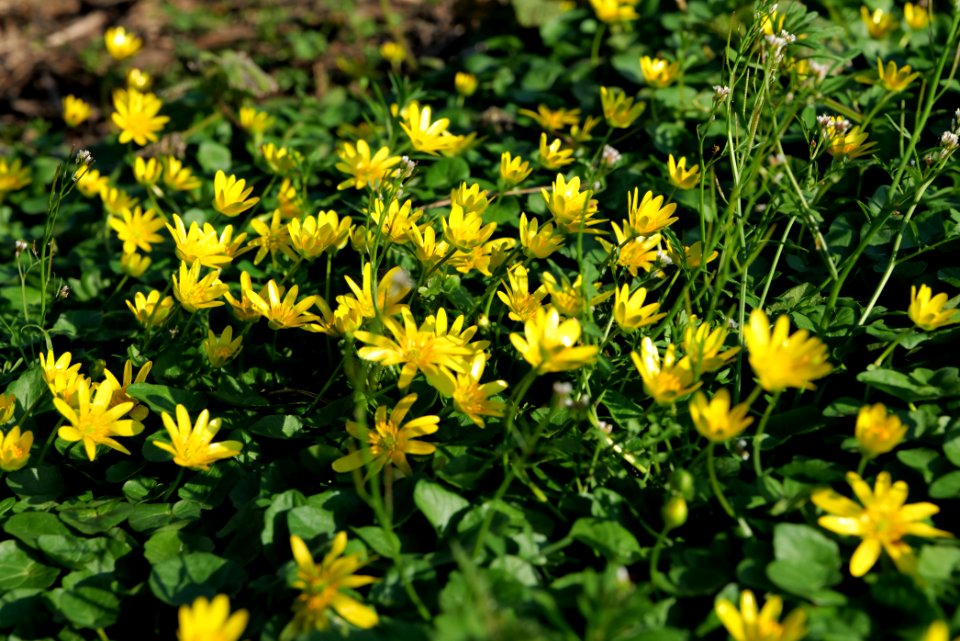 Ficaria verna near Nidda in Frankfurt Eschersheim 2020-03-22 11