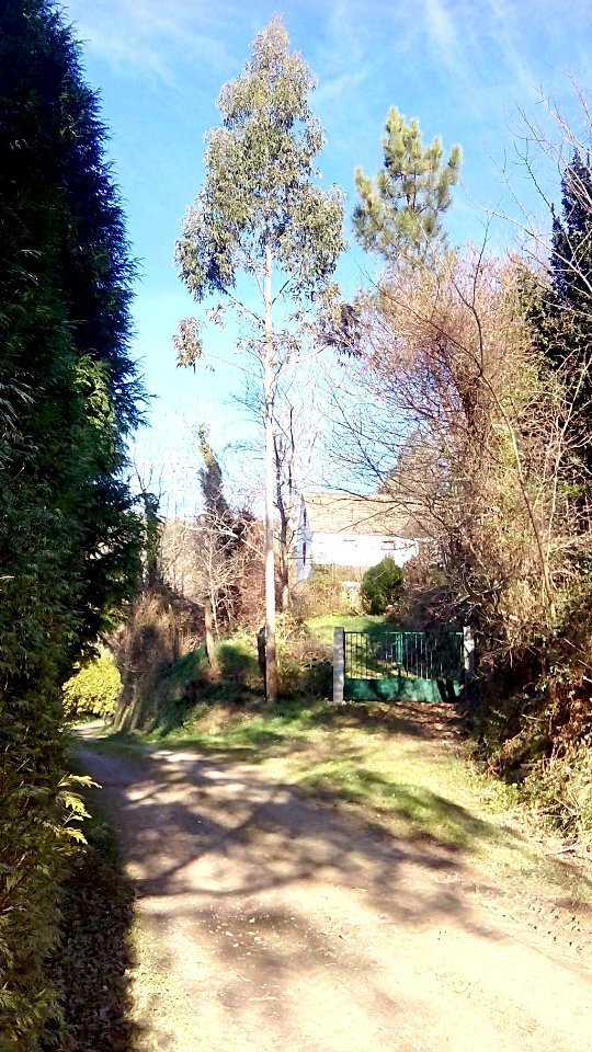 Figueiras Sedes Narón A Curuña