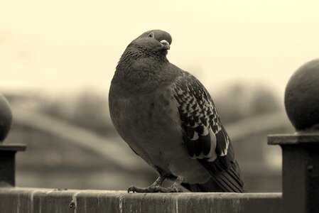 Wry an interesting black and white