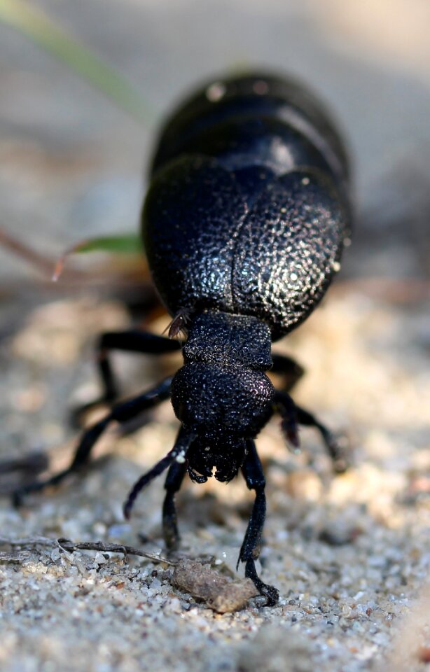 Black great insecta