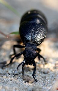 Black great insecta