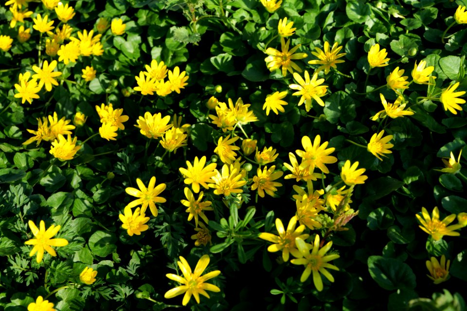 Ficaria verna near Nidda in Frankfurt Eschersheim 2020-03-22 06