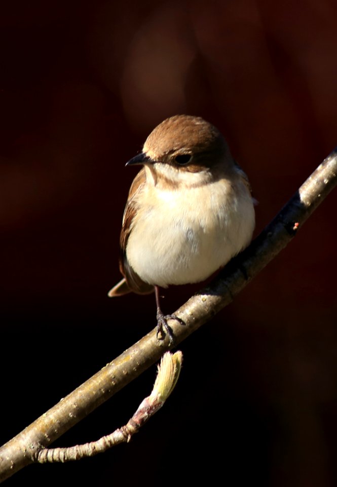 Ficedula hypoleuca Oulu 20170530 01