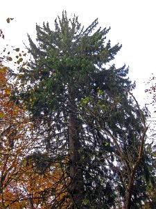 Fichte Zell, 2
