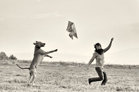 Standing dog weimaraner kite flying photo
