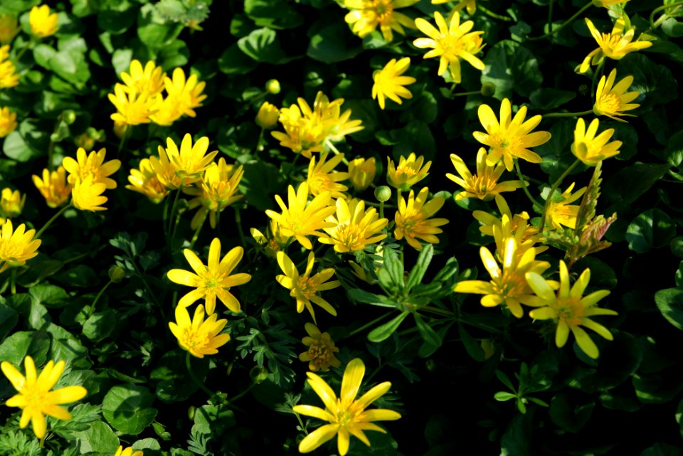 Ficaria verna near Nidda in Frankfurt Eschersheim 2020-03-22 03