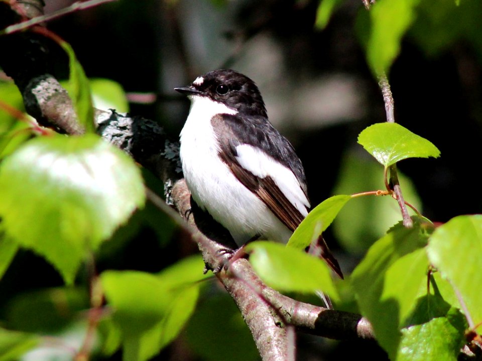 Ficedula hypoleuca Haukipudas 20120610 02