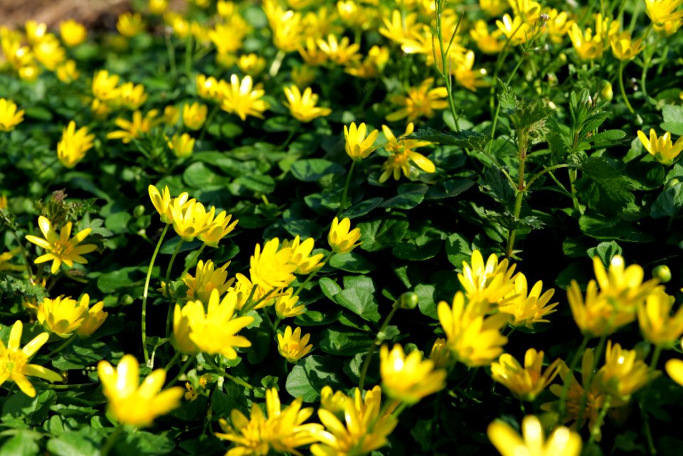 Ficaria verna near Nidda in Frankfurt Eschersheim 2020-03-22 13